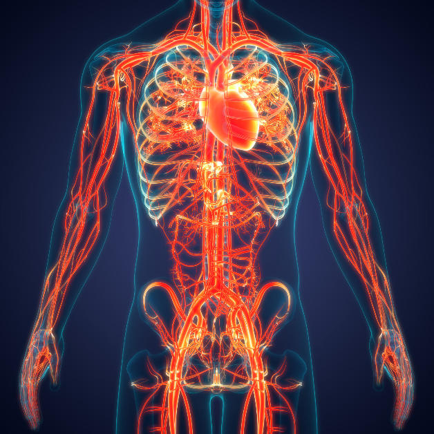 The image is of a human body and it shows some internal organs and structures with glowing red and yellow lines highlighting how movement promotes blood flow.